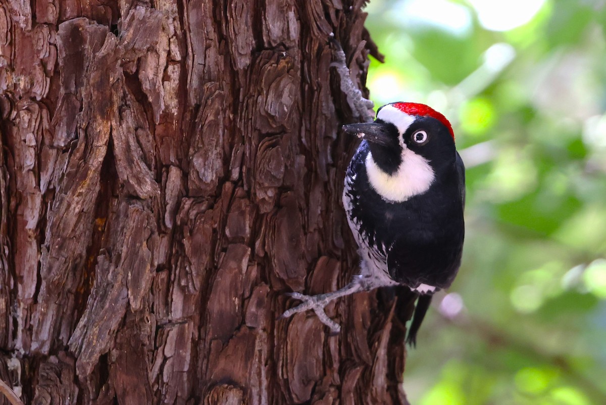 Acorn Woodpecker - JOEL STEPHENS