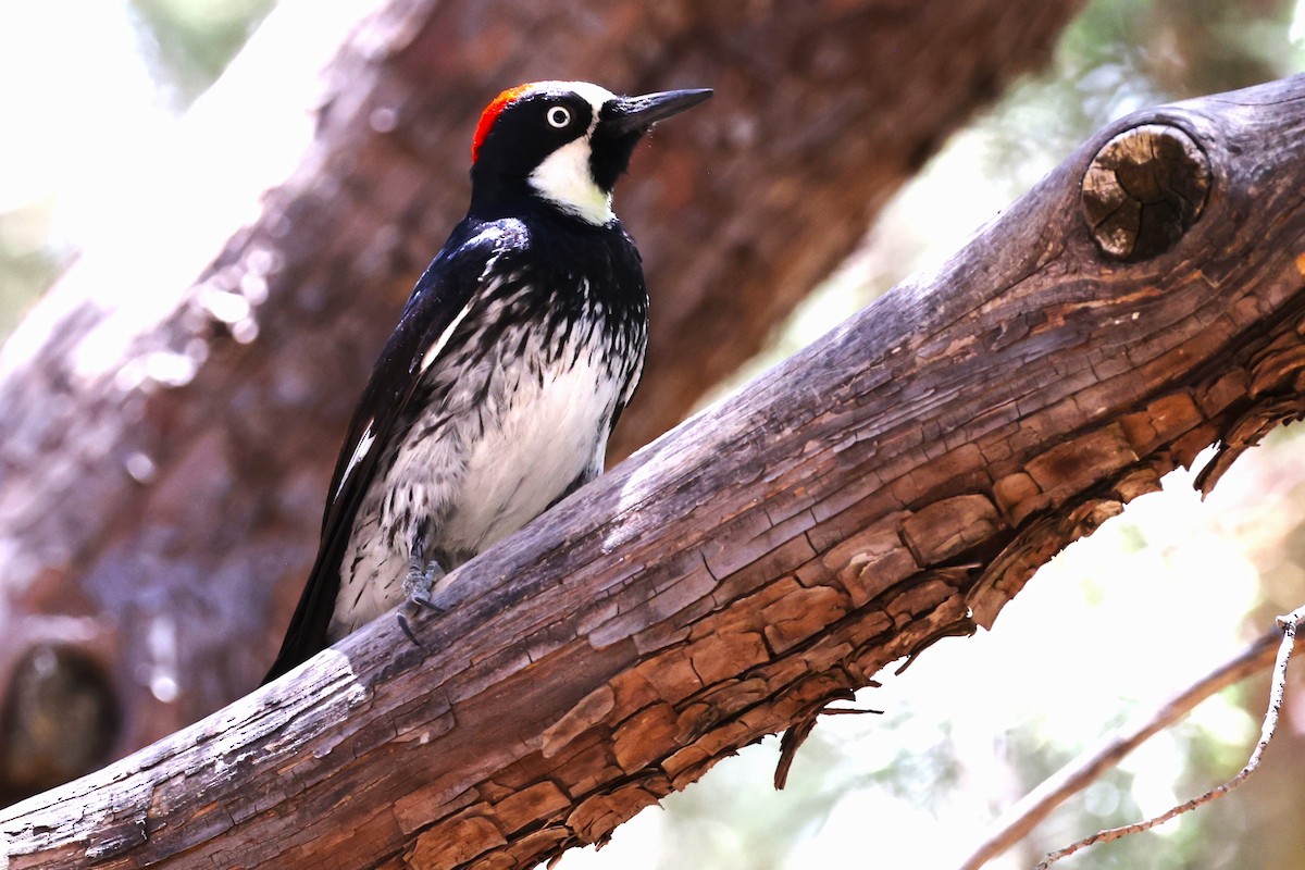 Acorn Woodpecker - JOEL STEPHENS