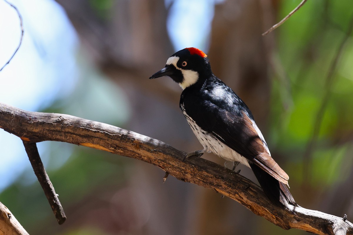 Acorn Woodpecker - JOEL STEPHENS