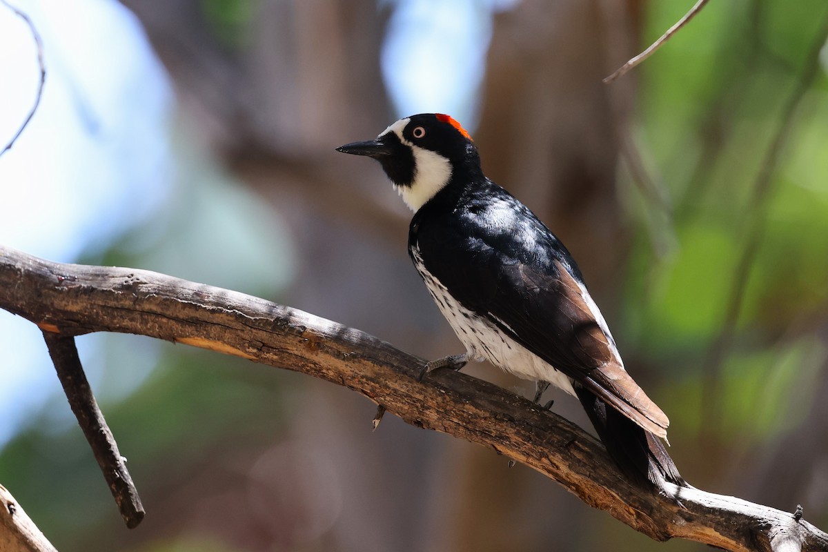 Acorn Woodpecker - JOEL STEPHENS