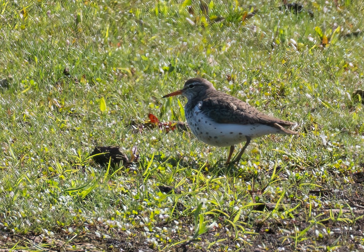 Spotted Sandpiper - Gordon Hart