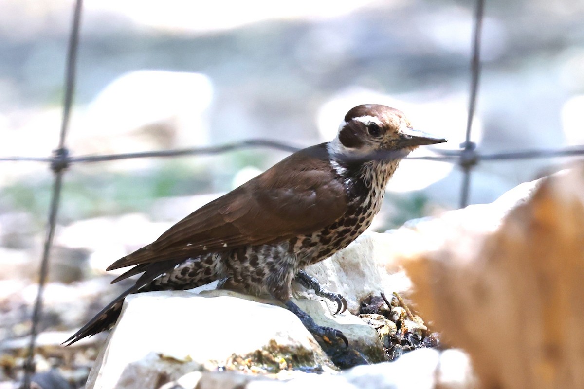 Arizona Woodpecker - JOEL STEPHENS