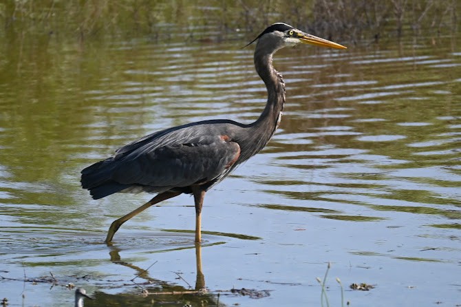 Great Blue Heron - ML619267809