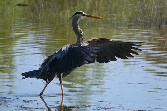 Great Blue Heron - Skylar Carson-Reynolds