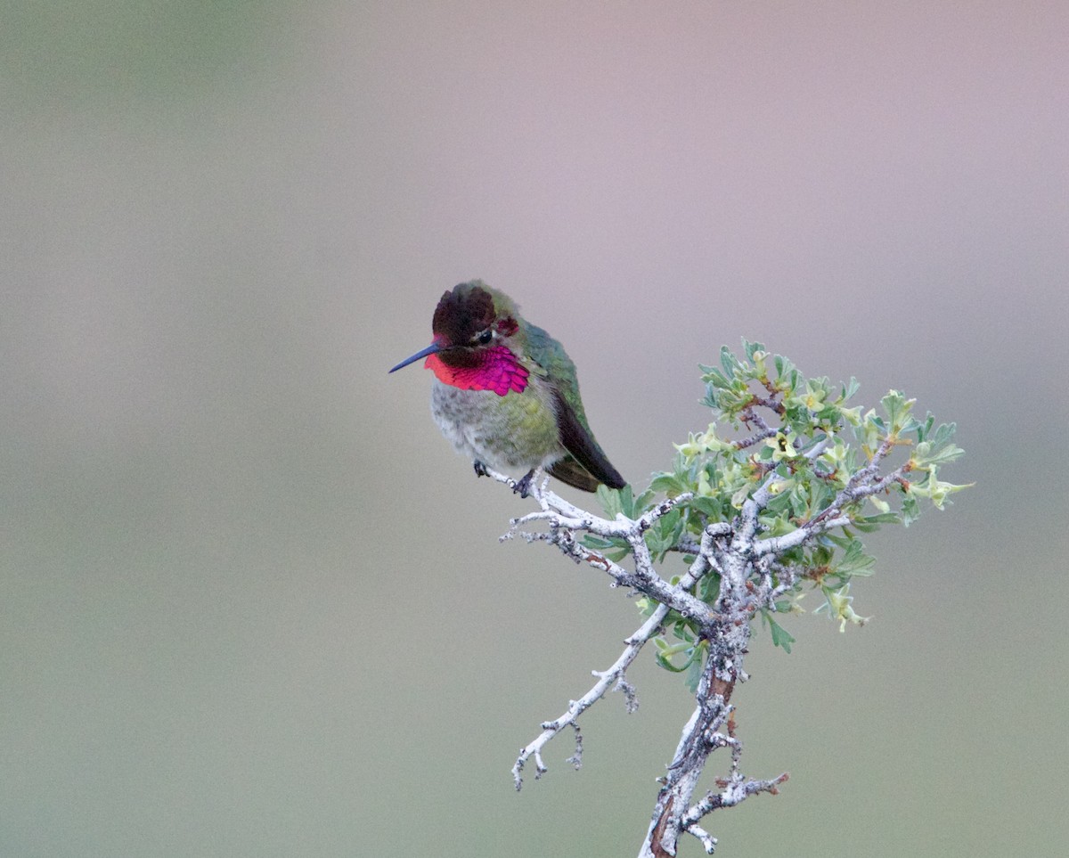 Anna's Hummingbird - ML619267814