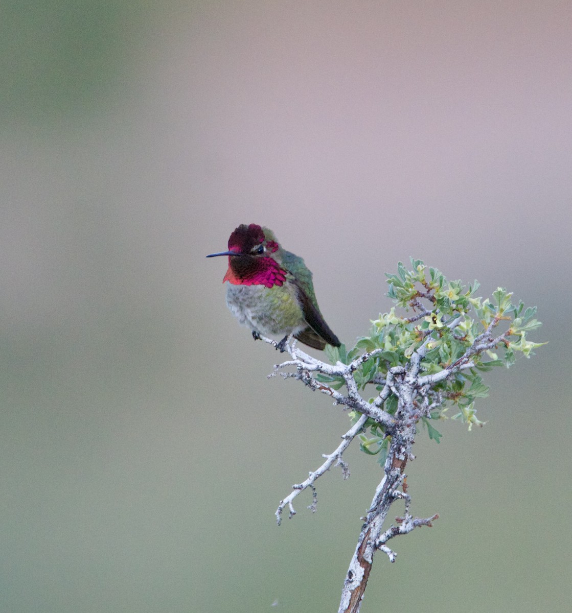 Anna's Hummingbird - ML619267815