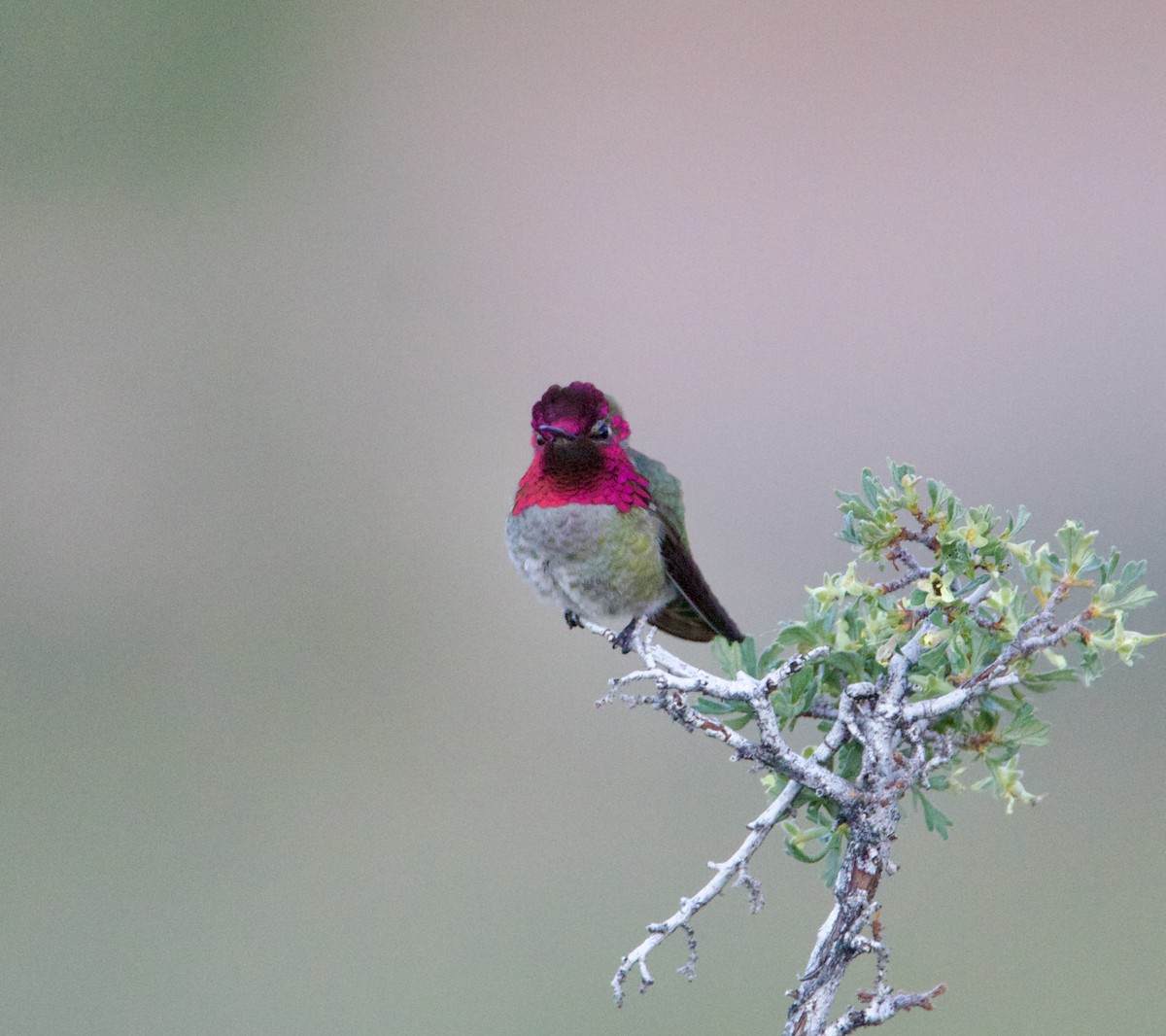 Anna's Hummingbird - ML619267816