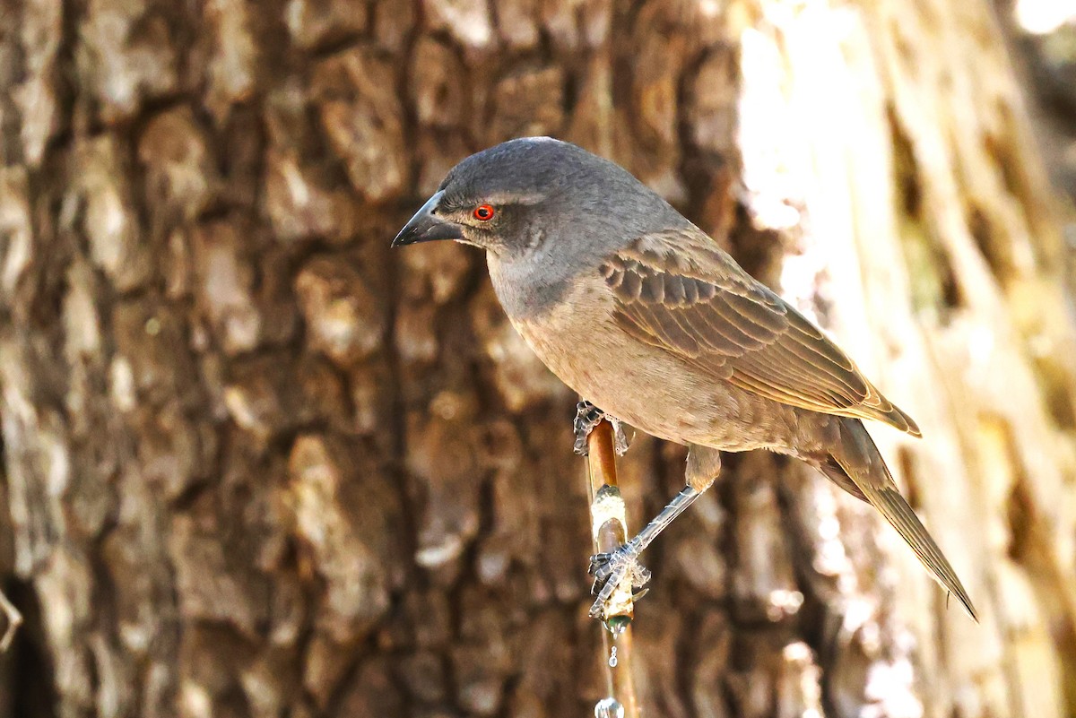 Bronzed Cowbird - JOEL STEPHENS