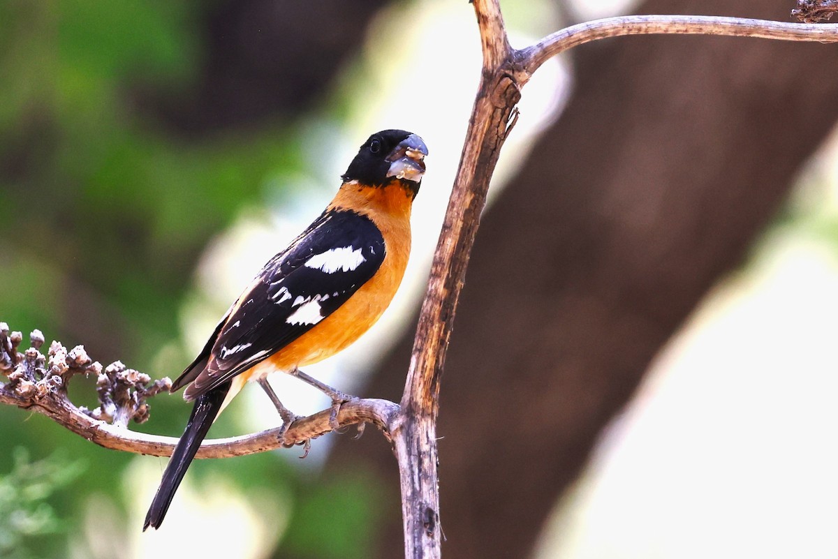 Black-headed Grosbeak - ML619267850