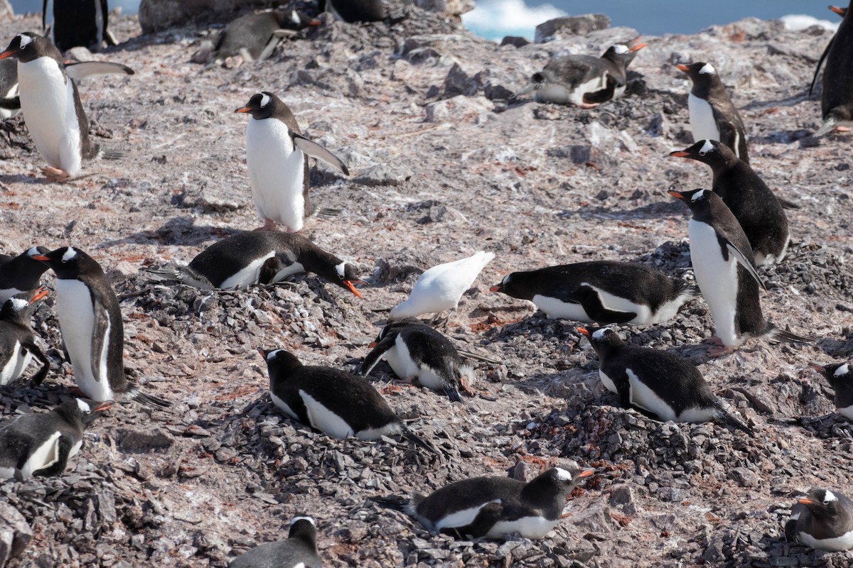 Gentoo Penguin - Denis Corbeil