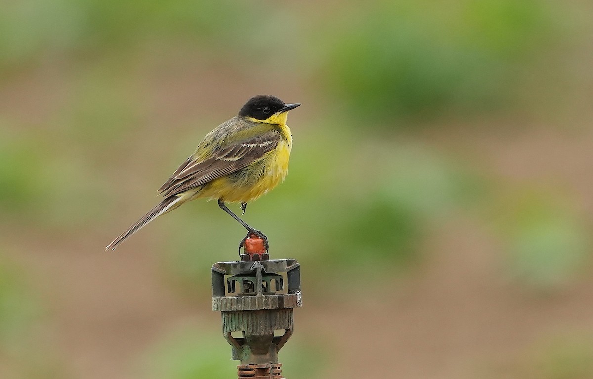 Western Yellow Wagtail - ML619267870