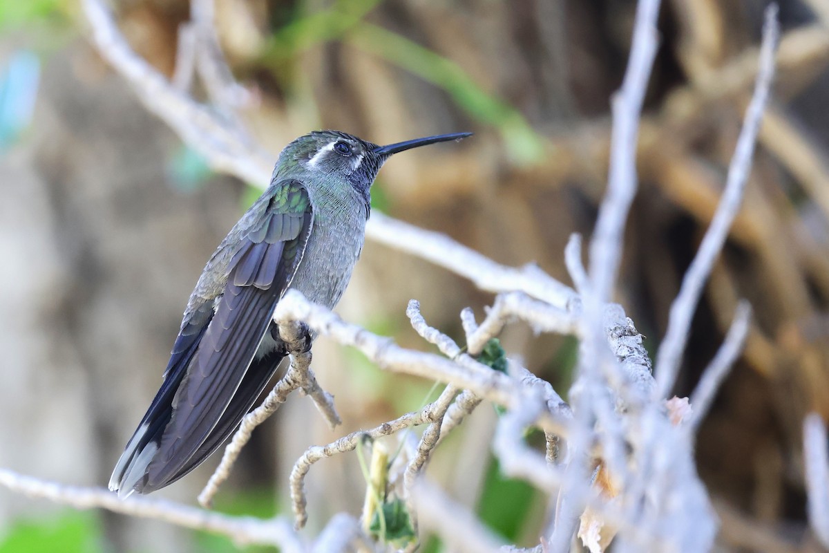 Blue-throated Mountain-gem - JOEL STEPHENS