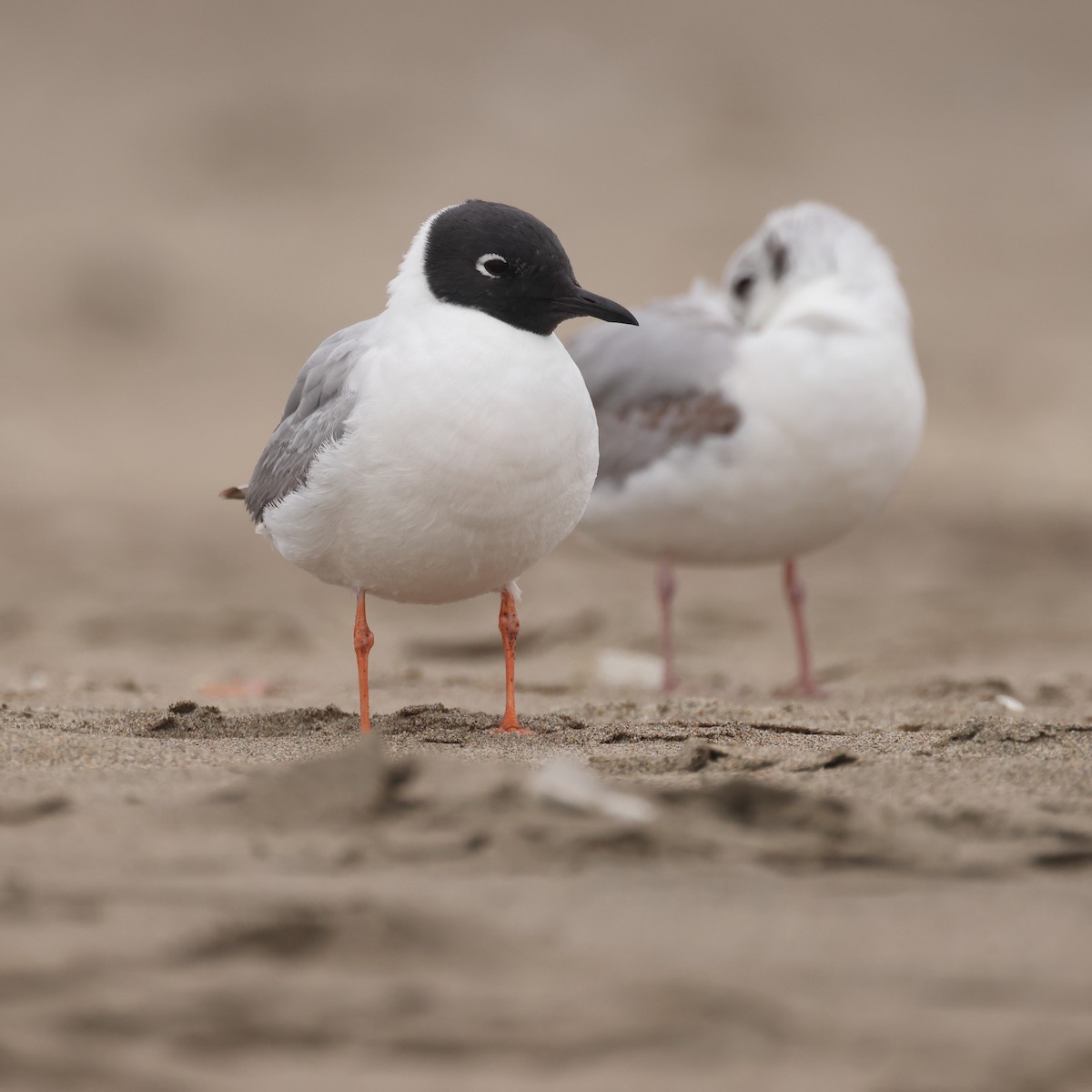 Bonaparte's Gull - ML619267885