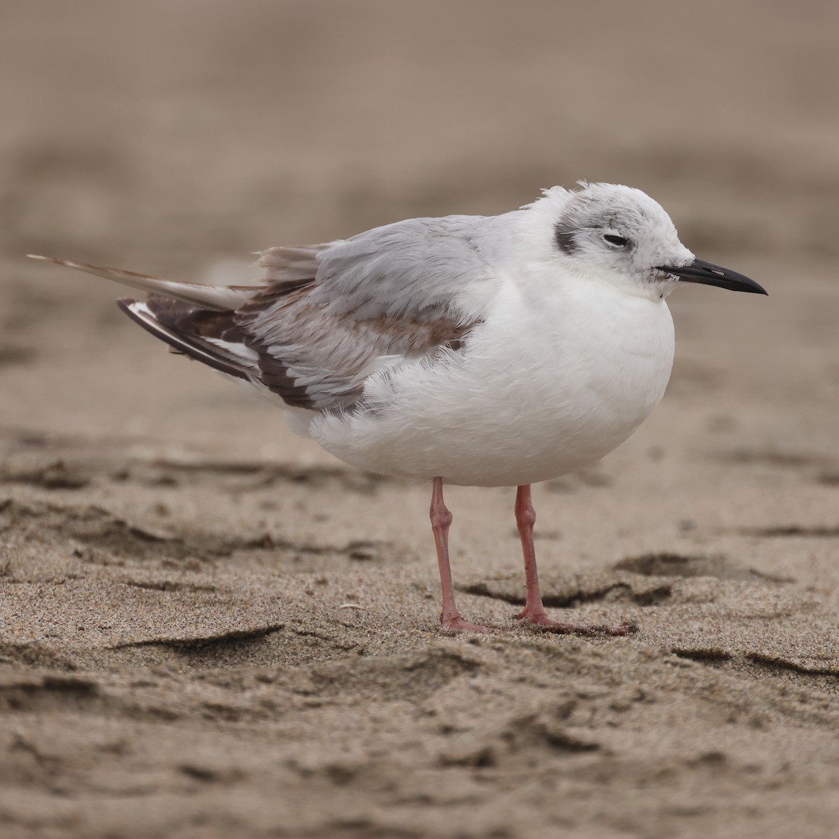 Bonaparte's Gull - ML619267887