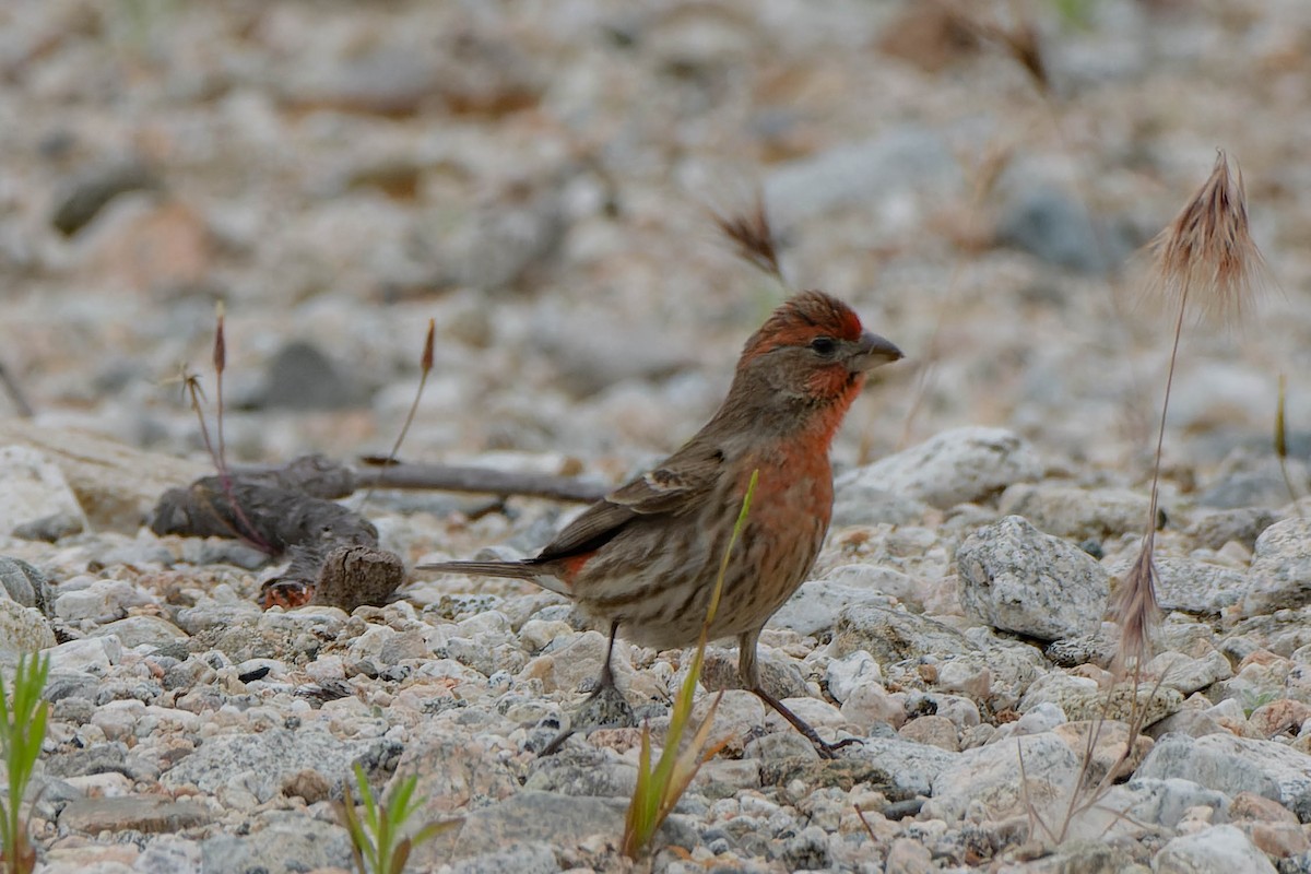 House Finch - Gregg McClain