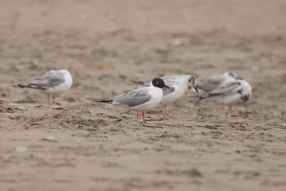 Bonaparte's Gull - ML619267890