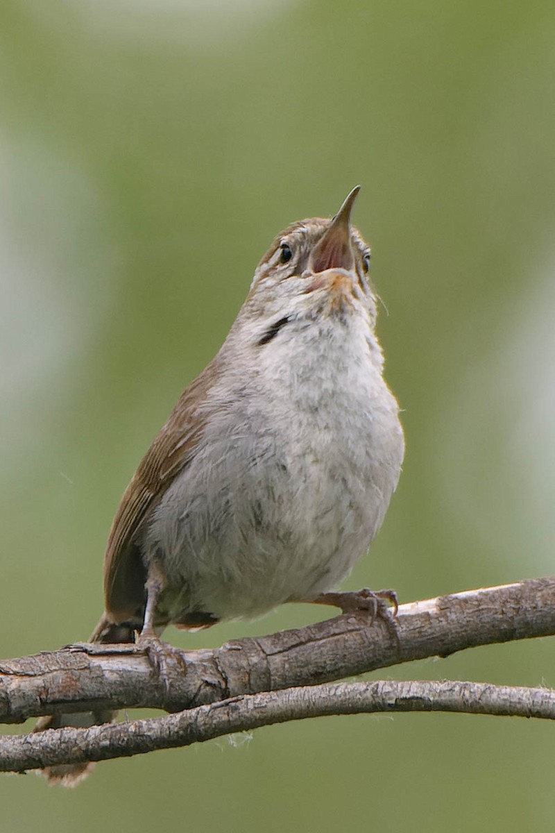 Bewick's Wren - Gregg McClain