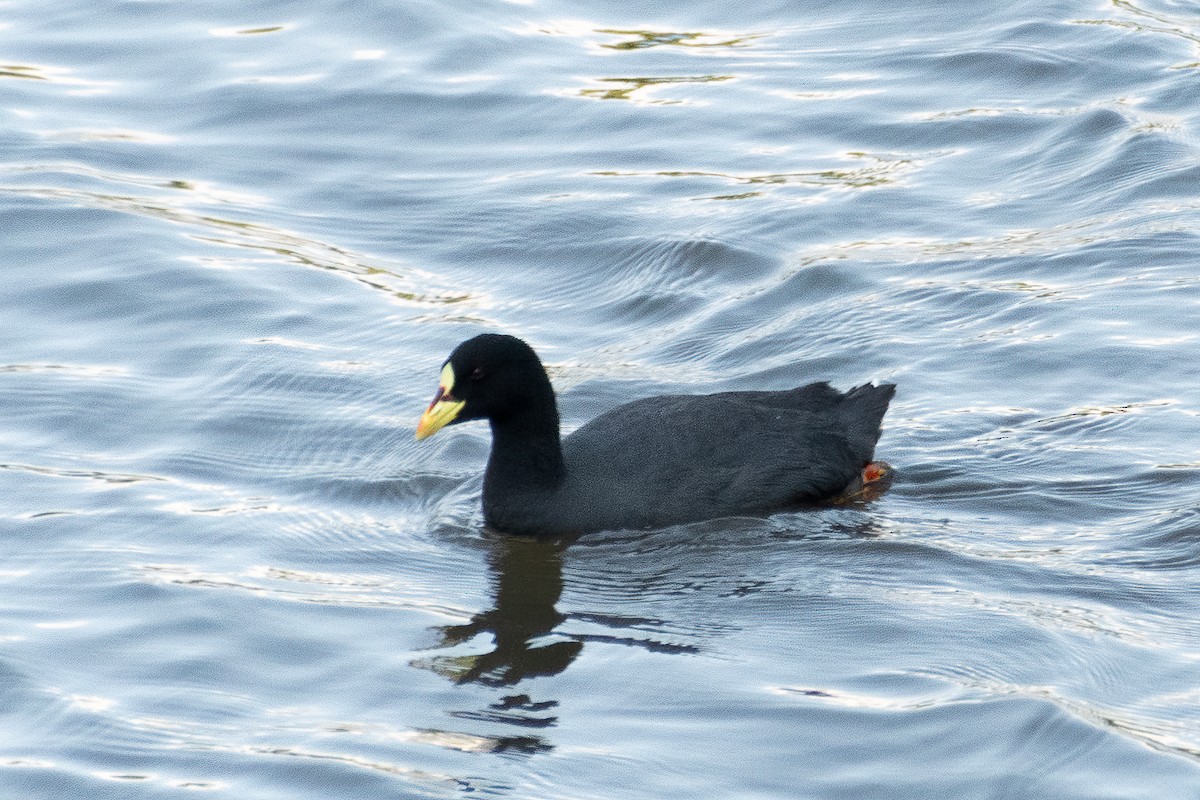 Red-gartered Coot - Peter North