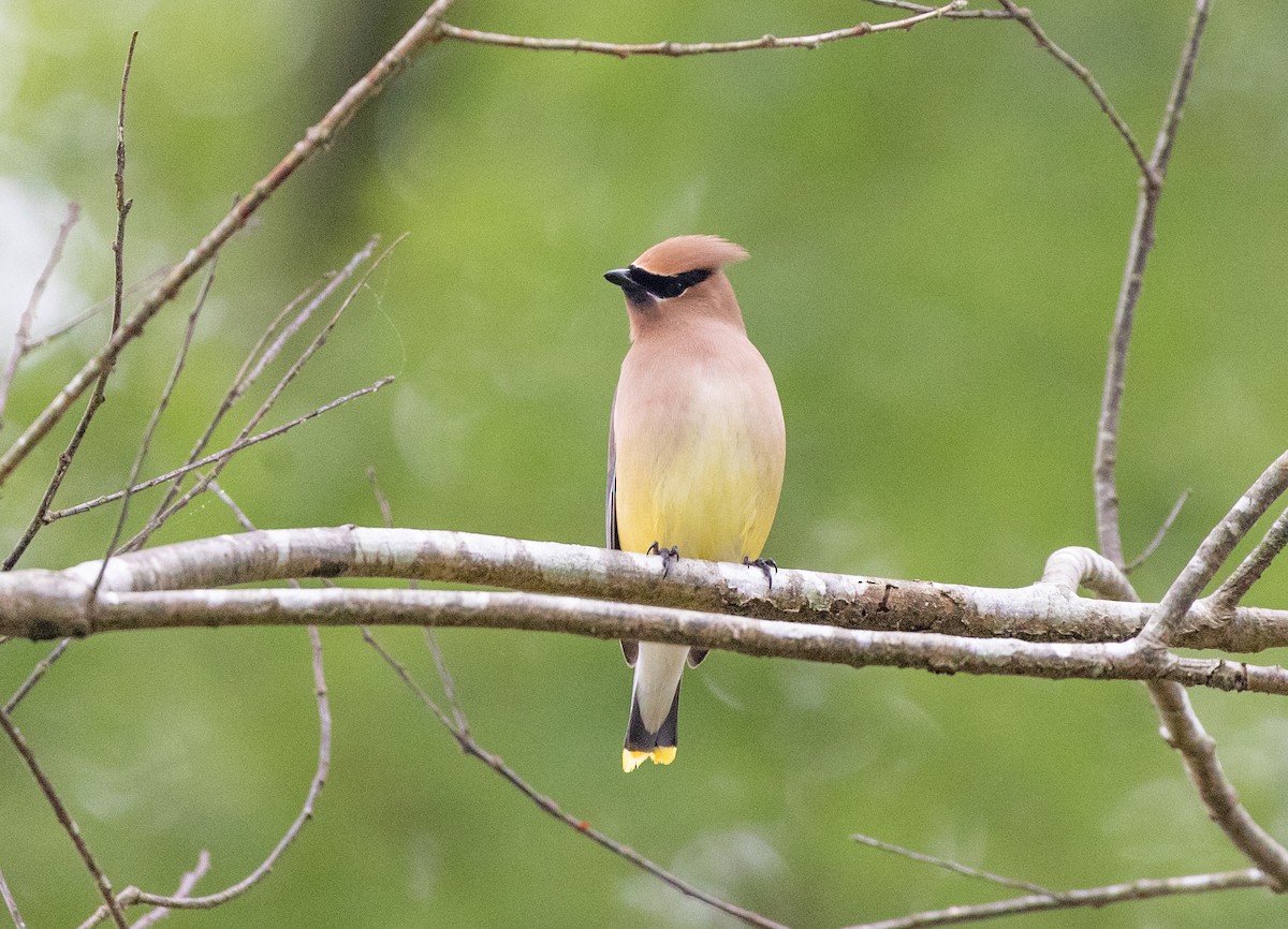 Cedar Waxwing - ML619267898