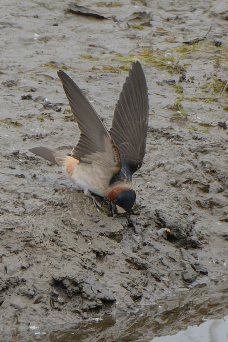 Cliff Swallow - Gregg McClain