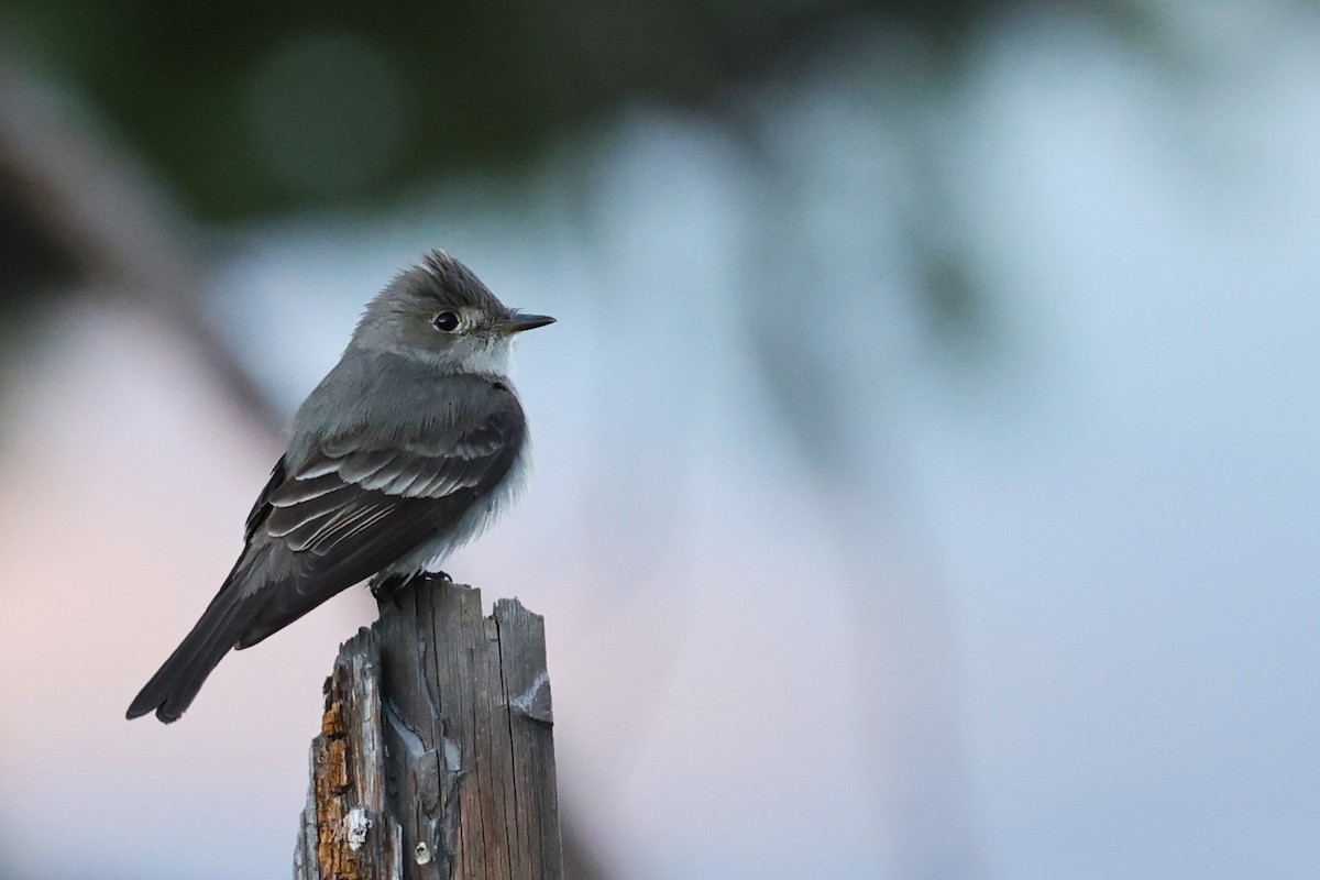 Western Wood-Pewee - JOEL STEPHENS