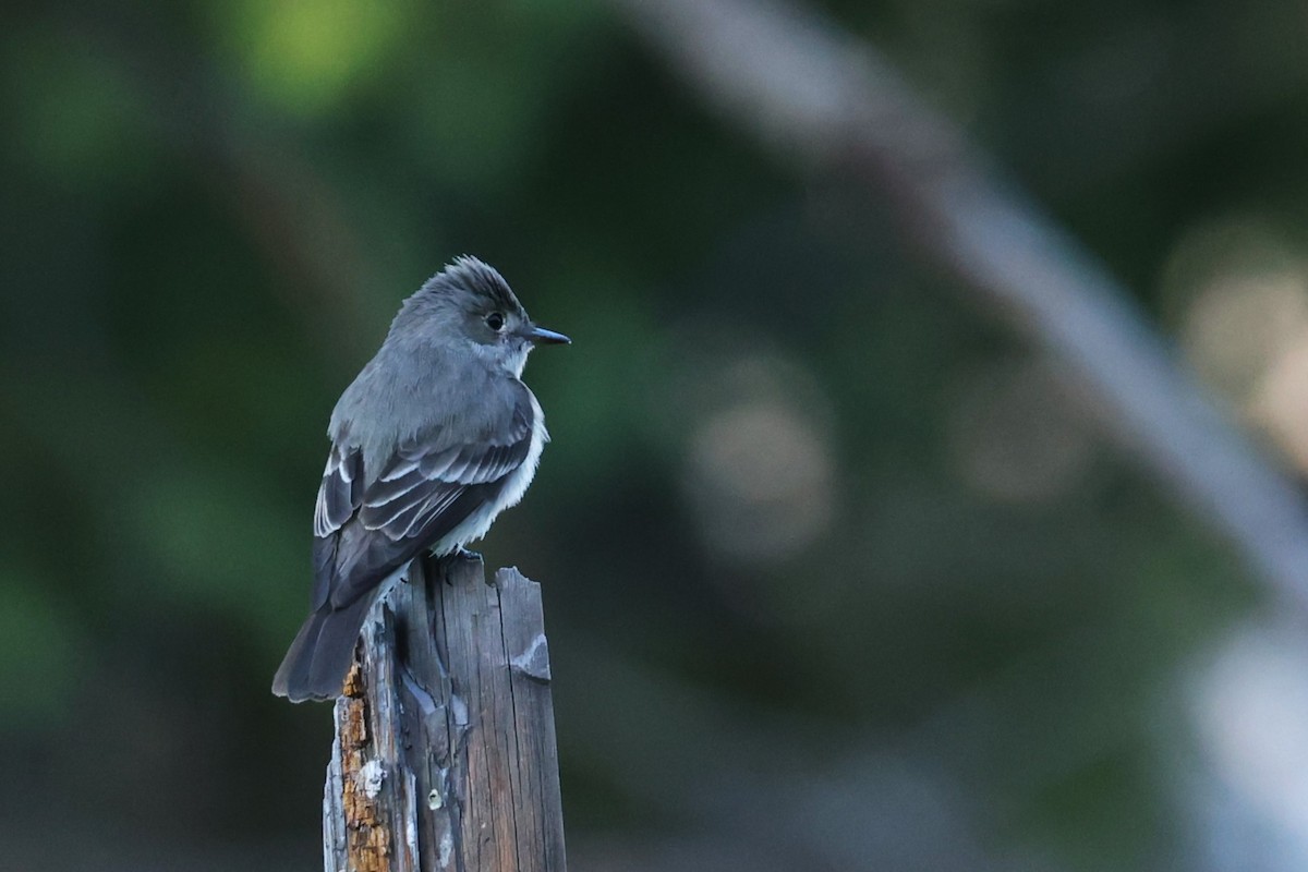 Western Wood-Pewee - JOEL STEPHENS