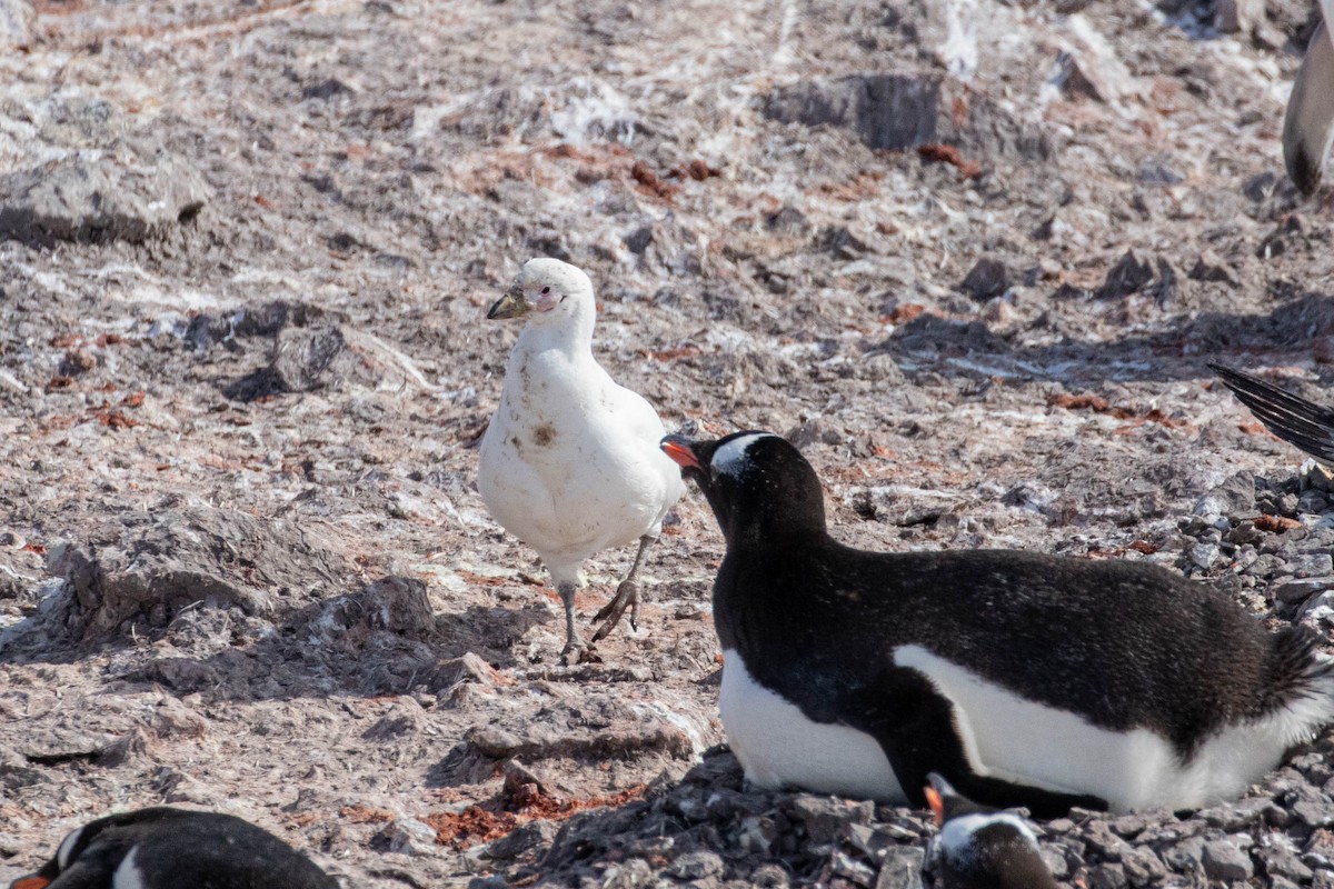 Picovaina de las Malvinas - ML619267914