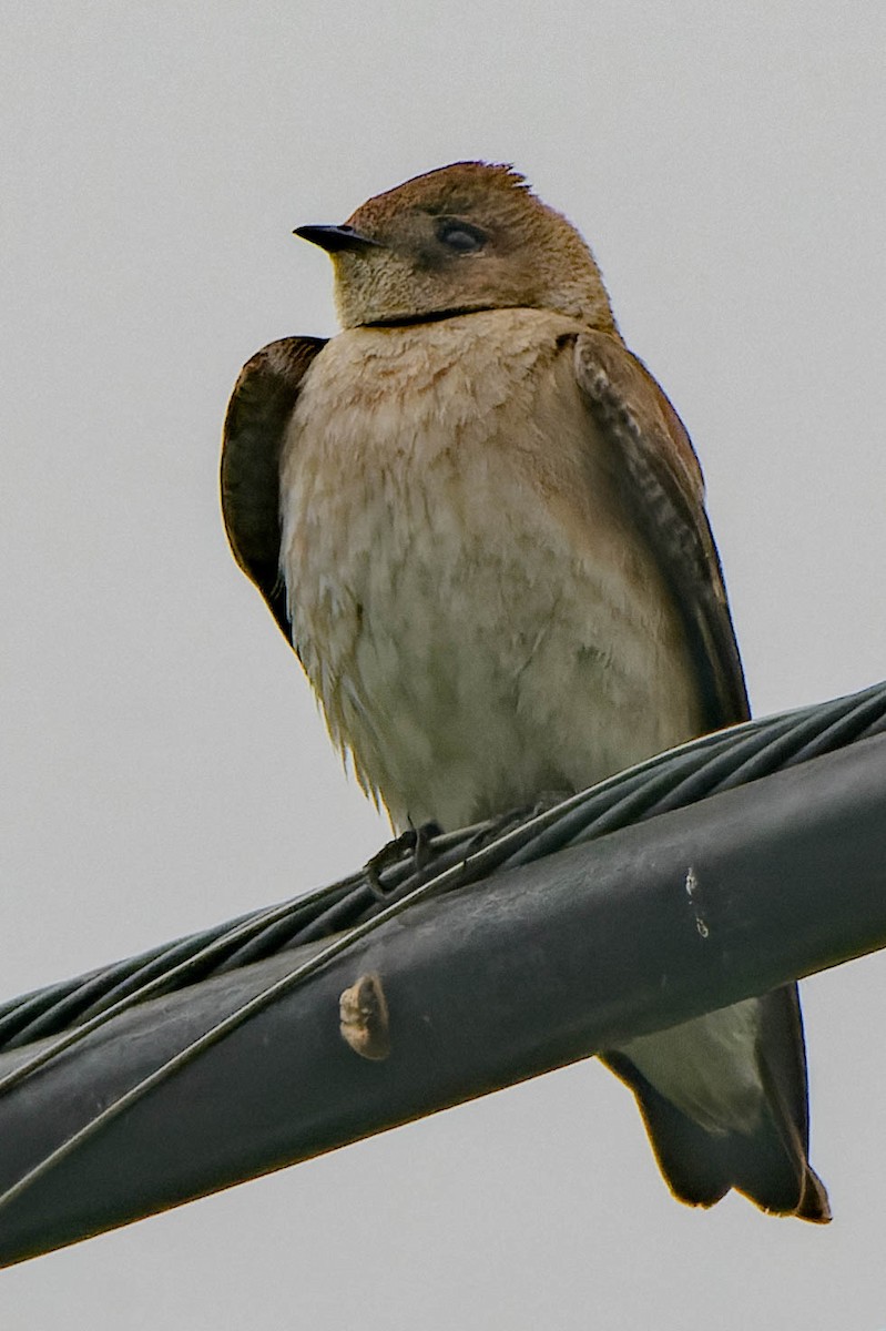 Northern Rough-winged Swallow - Gregg McClain