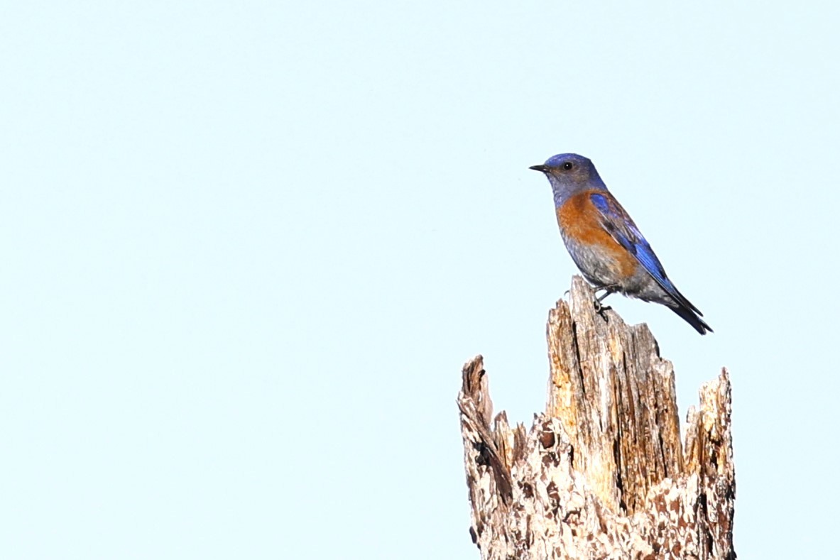 Western Bluebird - JOEL STEPHENS