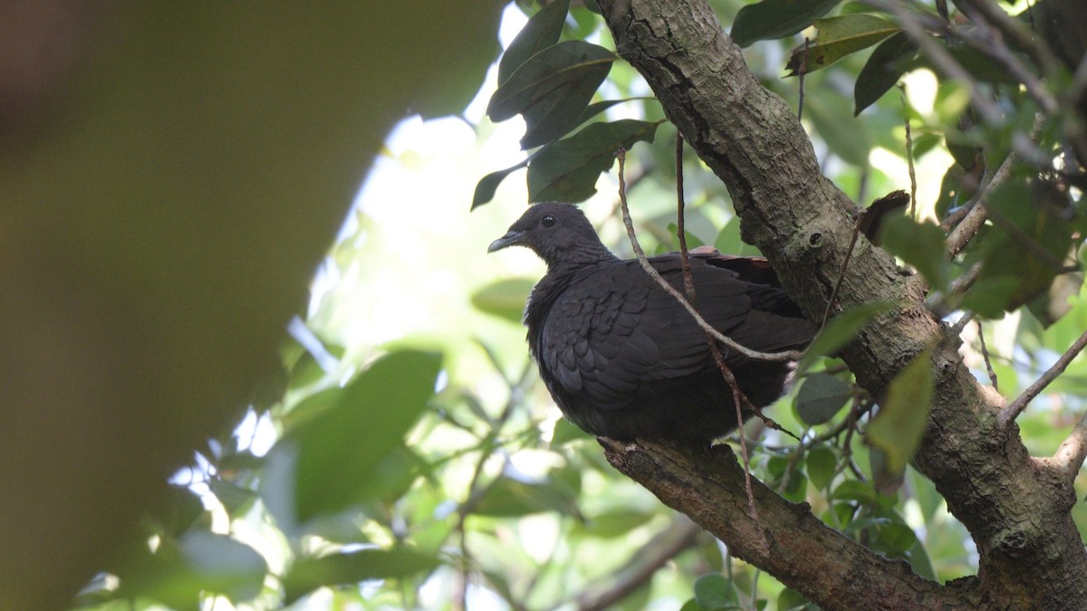 Black Wood-Pigeon - ML619267934