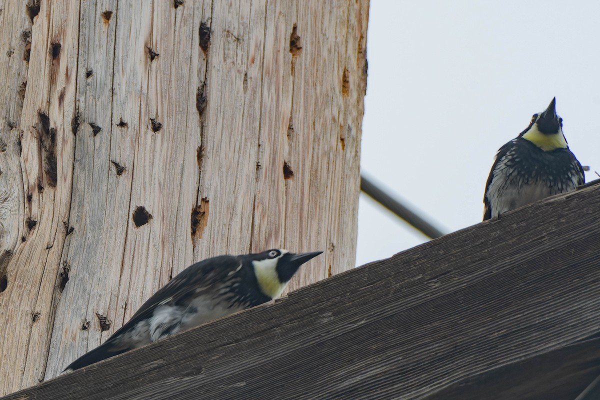 Acorn Woodpecker - Gregg McClain