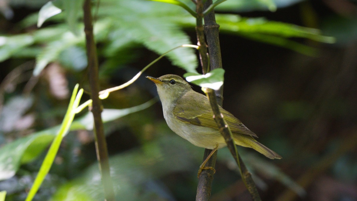 Ijima's Leaf Warbler - ML619267937