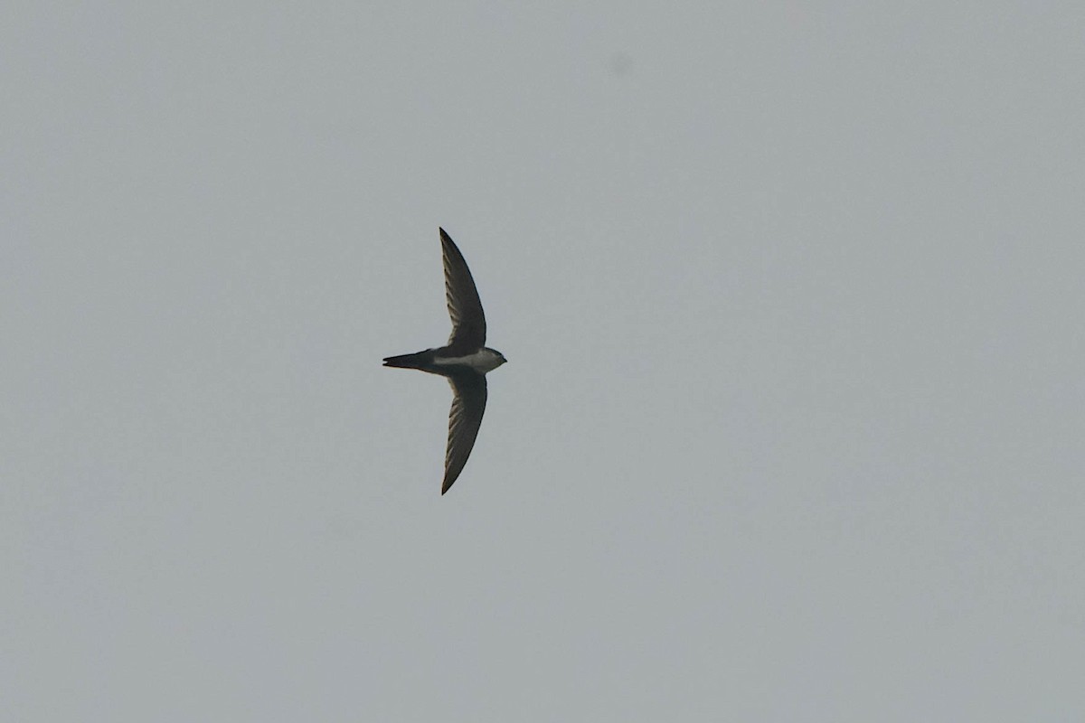 White-throated Swift - Gregg McClain