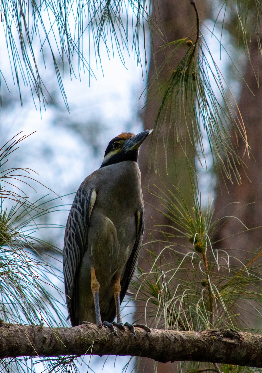 Yellow-crowned Night Heron - Dean Atkin