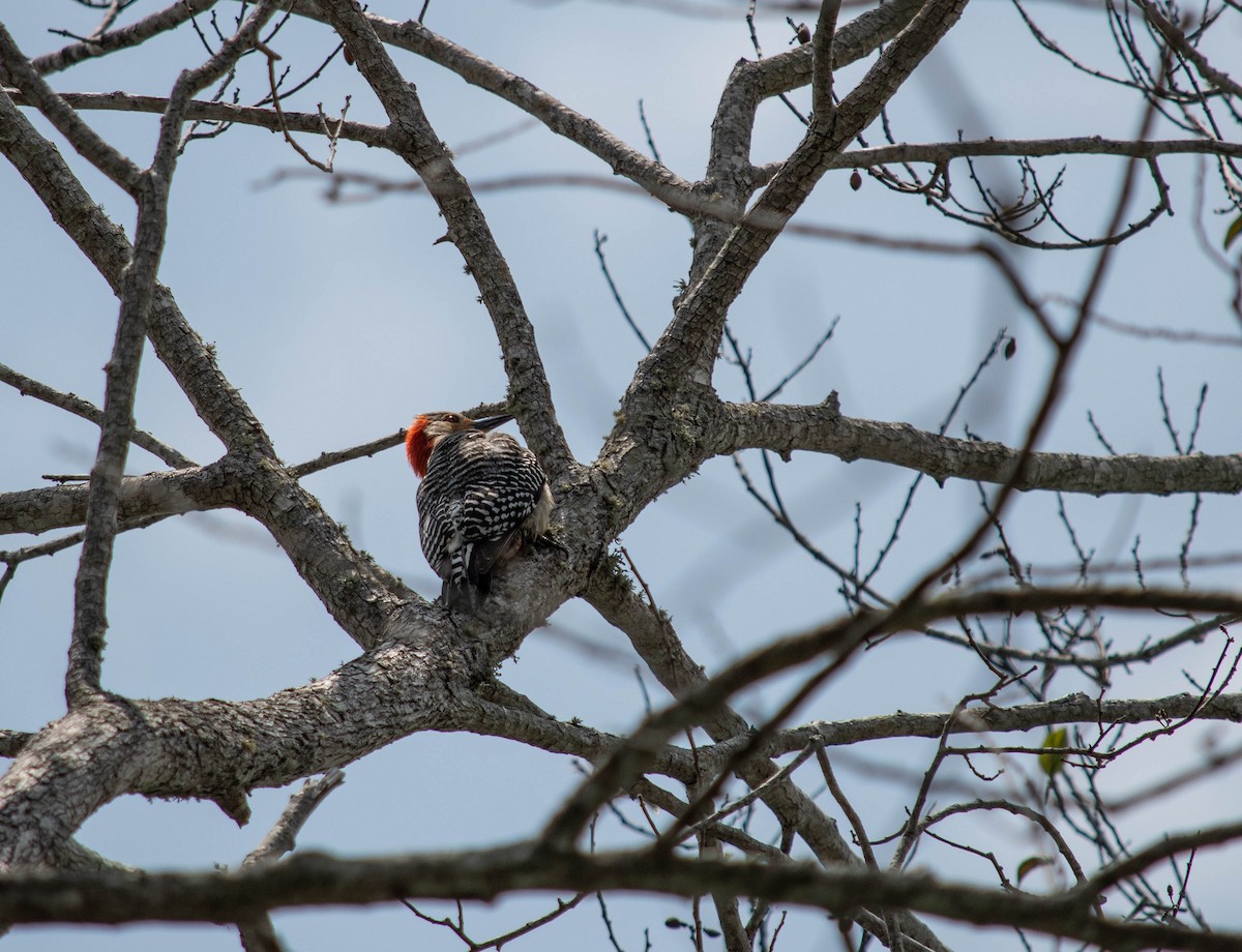Red-bellied Woodpecker - Dean Atkin