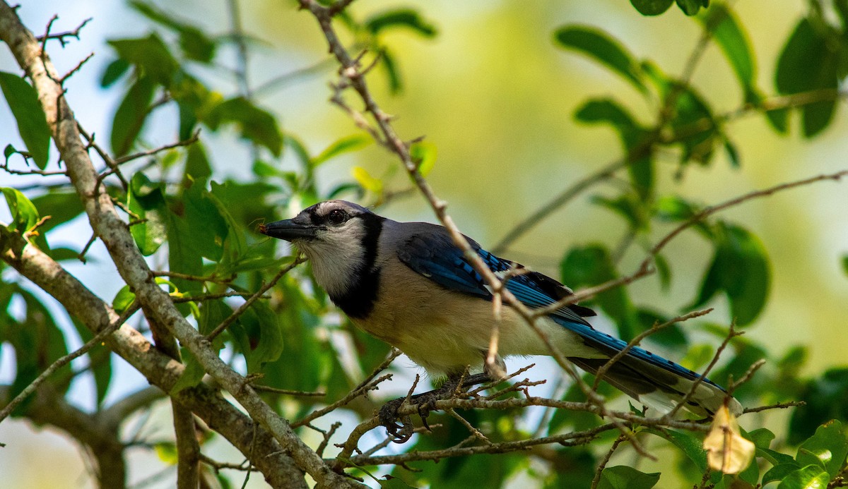 Blue Jay - Dean Atkin