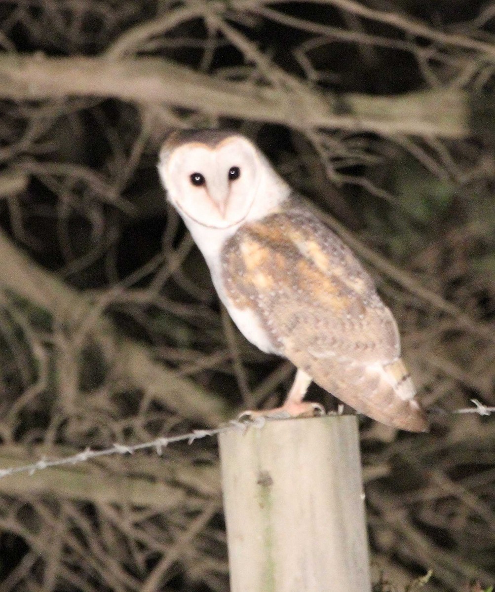 Barn Owl - Mel Mitchell