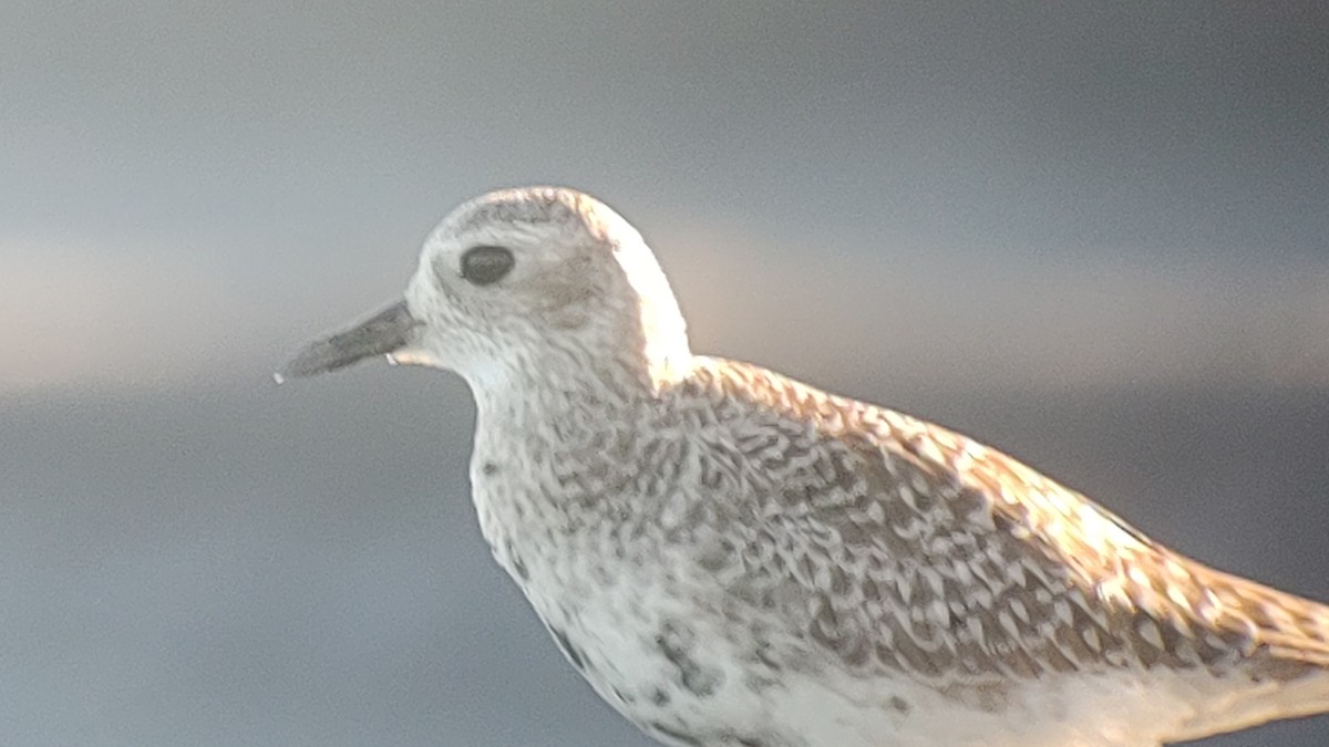 Black-bellied Plover - ML619267956