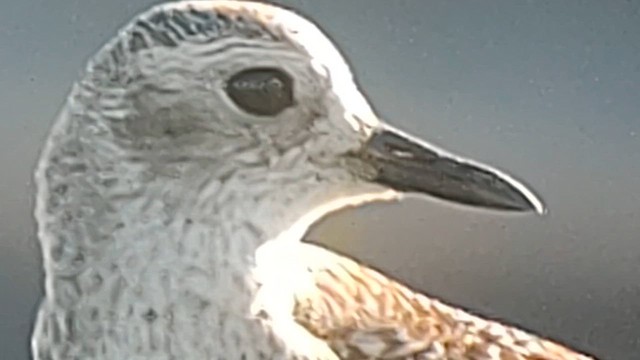 Black-bellied Plover - ML619267960