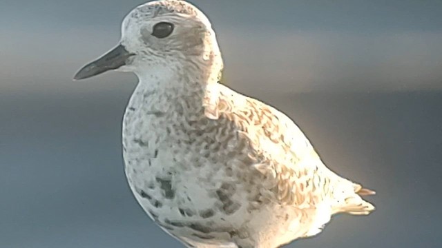 Black-bellied Plover - ML619267961