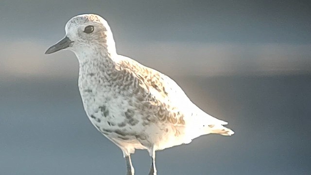 Black-bellied Plover - ML619267963