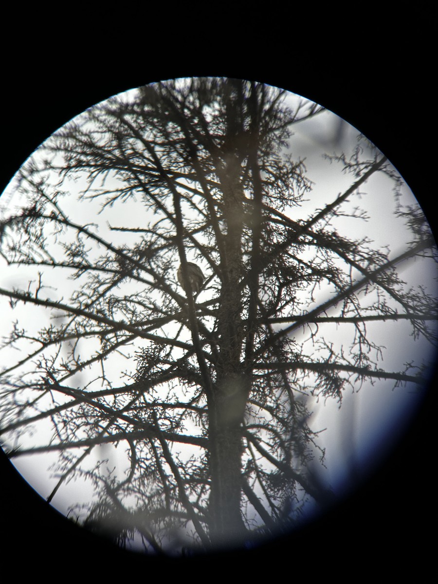 Cooper's Hawk - Matea Kiskaroly