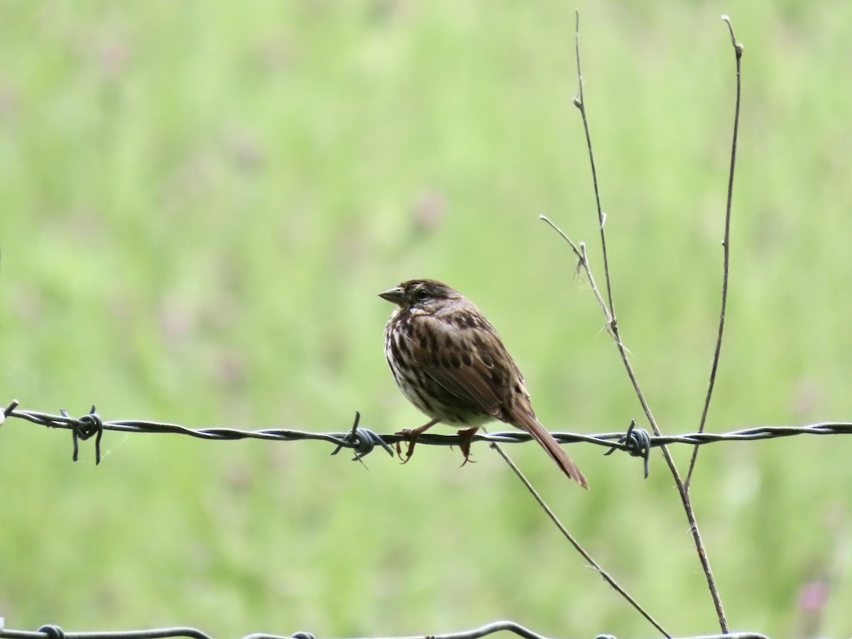 Song Sparrow - Lois Goldfrank