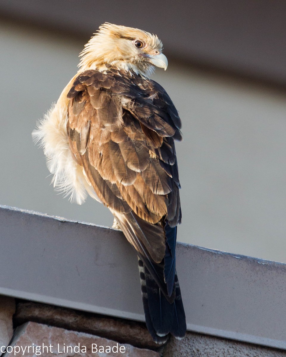 Caracara à tête jaune - ML619267981