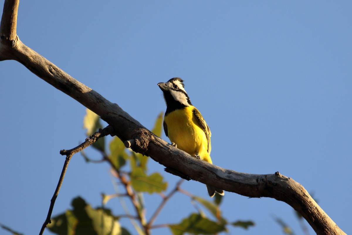 Northern Shrike-tit - ML619268005