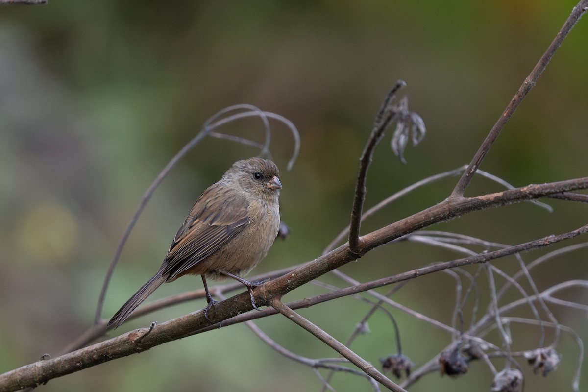 Paramo Seedeater - ML619268006