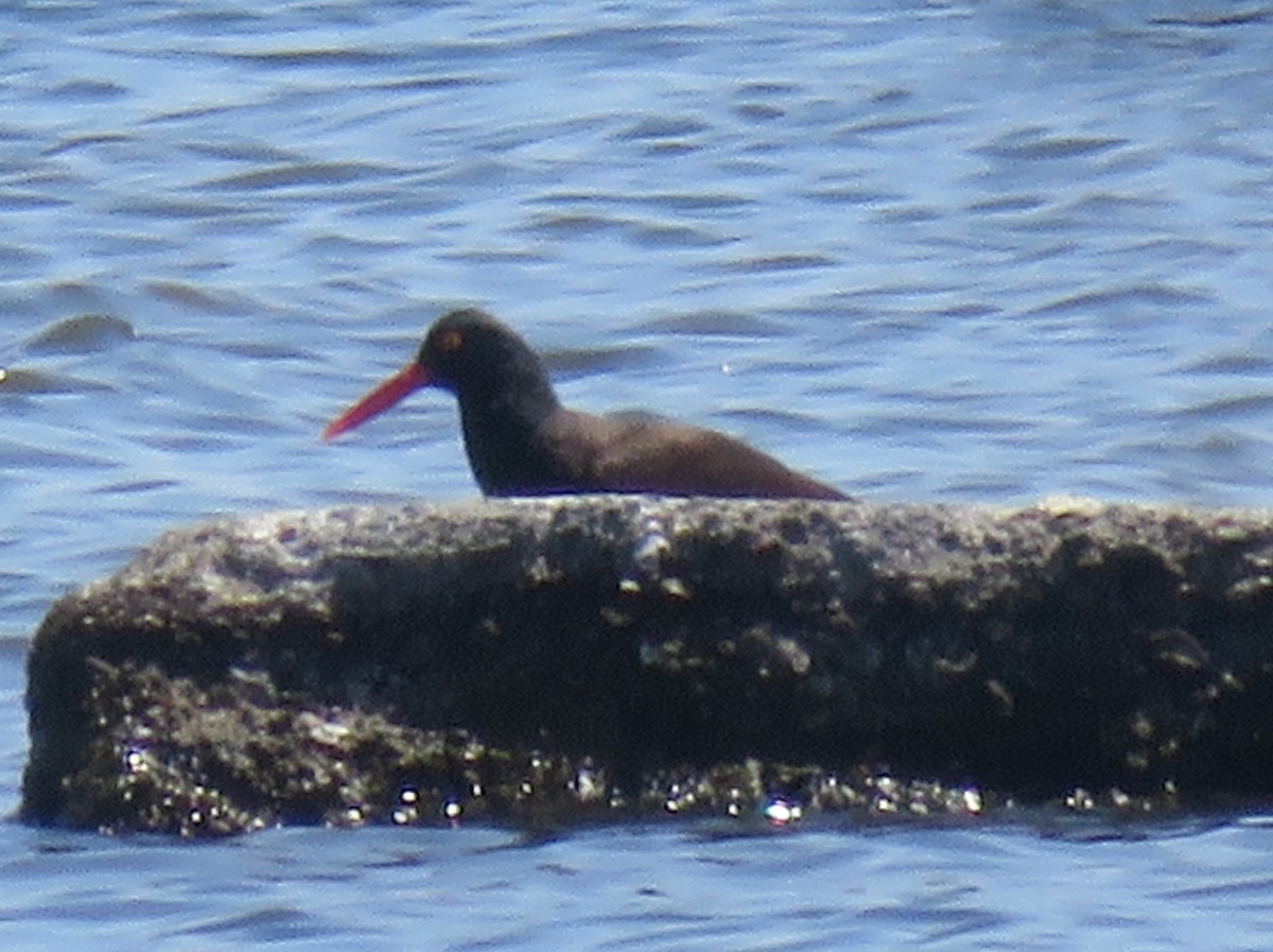 Black Oystercatcher - Aidan Sinha