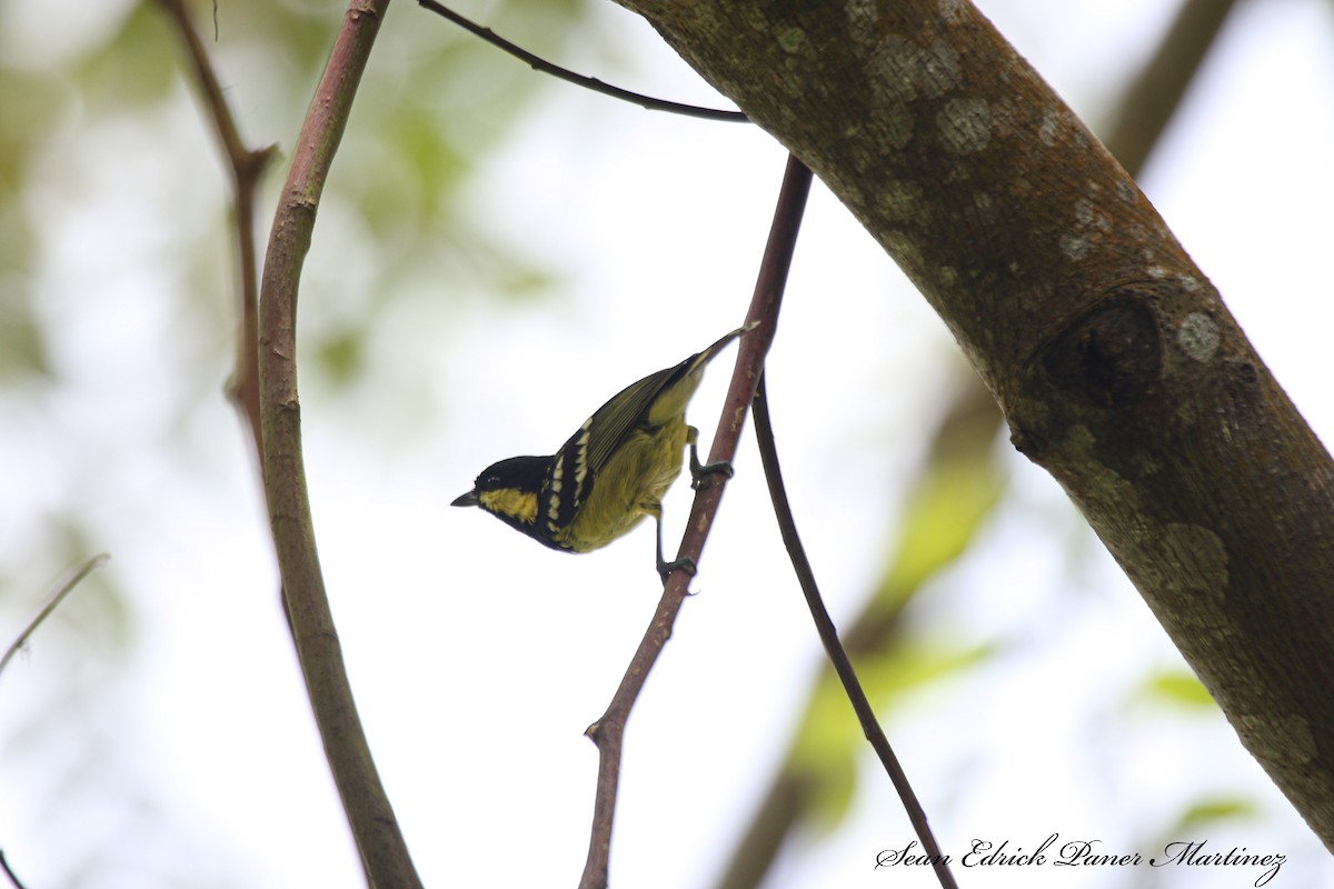 Elegant Tit - ML619268011