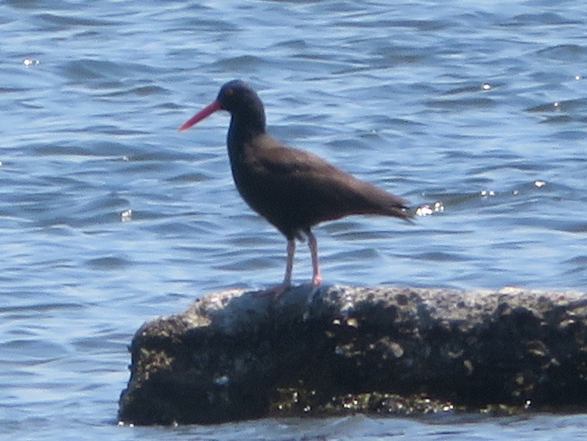 Black Oystercatcher - Aidan Sinha