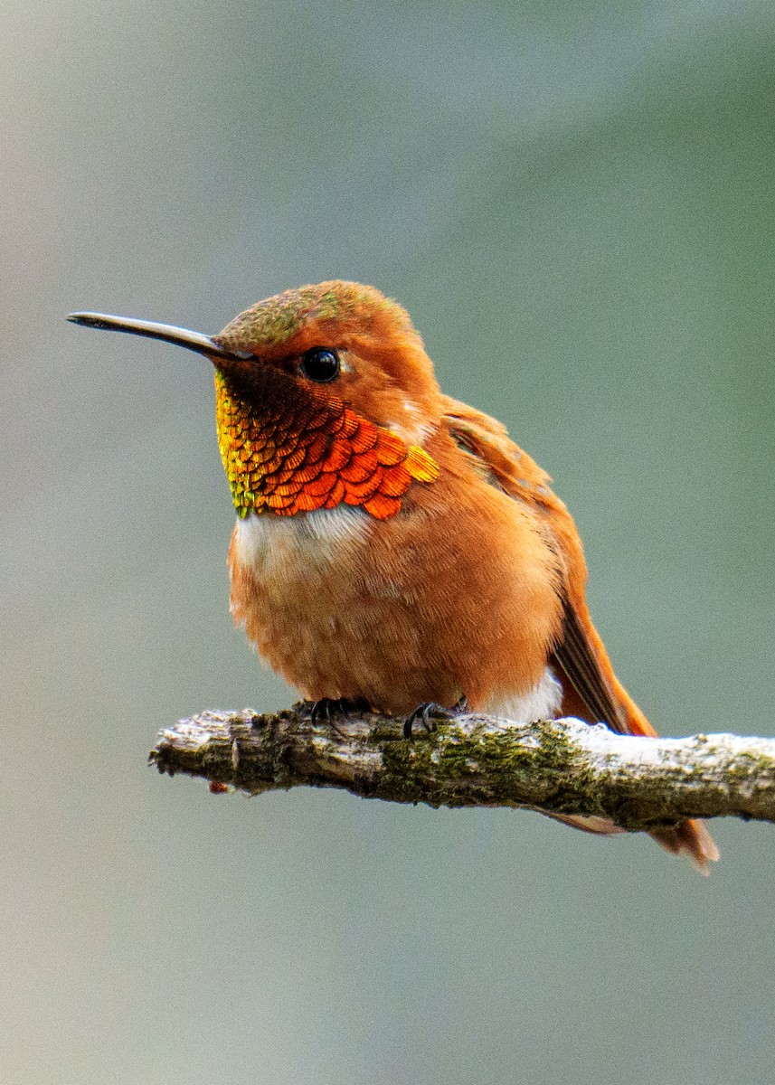 Rufous Hummingbird - Neill McDonald